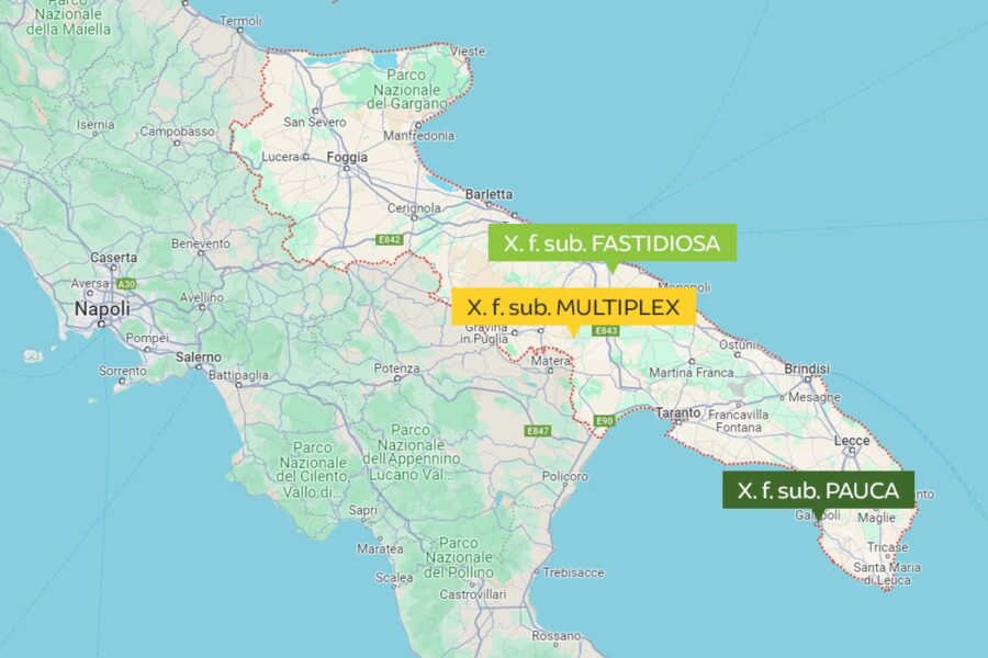 X. f. pauca, fastidiosa e multiplex: le 3 pericolose sub-specie della Puglia