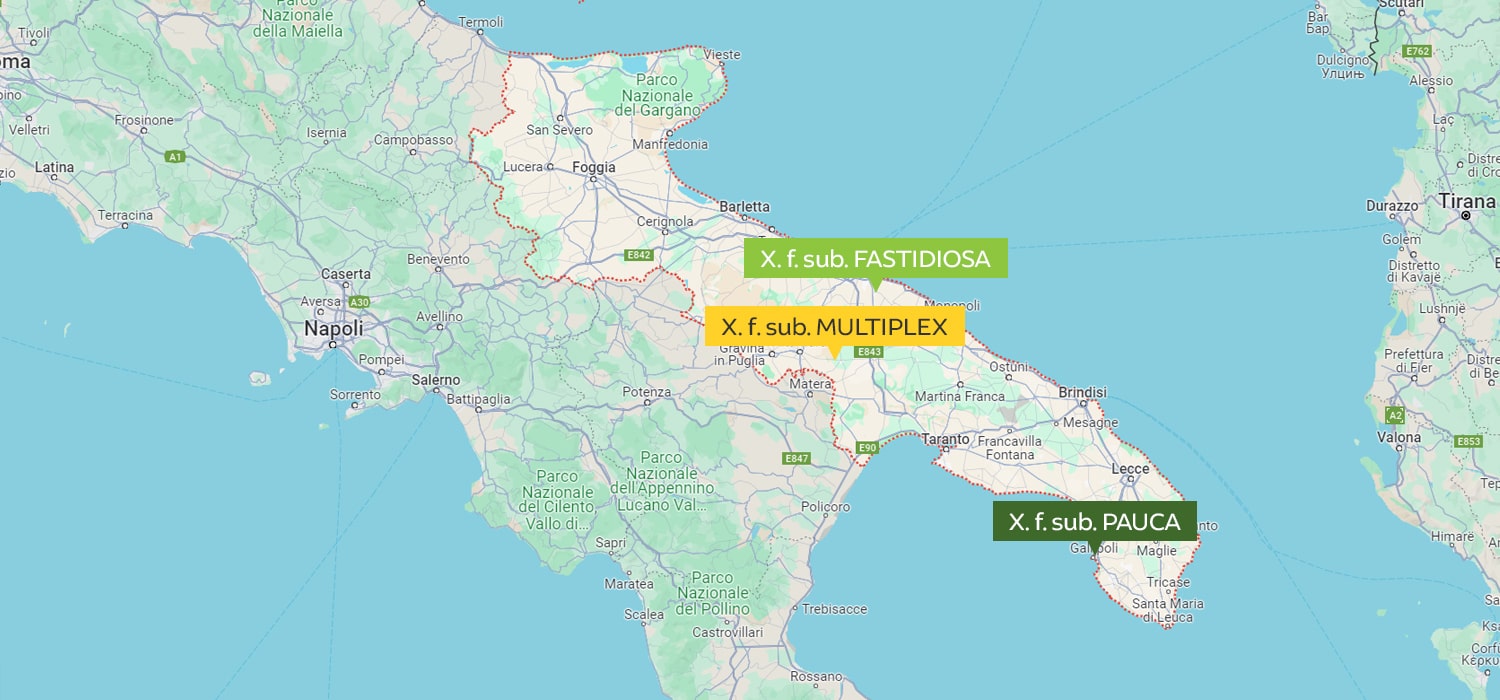 X. f. pauca, fastidiosa e multiplex: le 3 pericolose sub-specie della Puglia